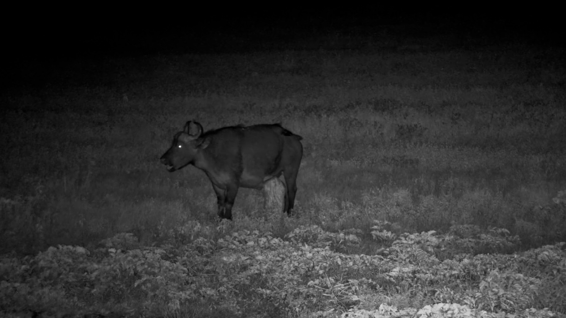 When a Buffalo Finds The Spot