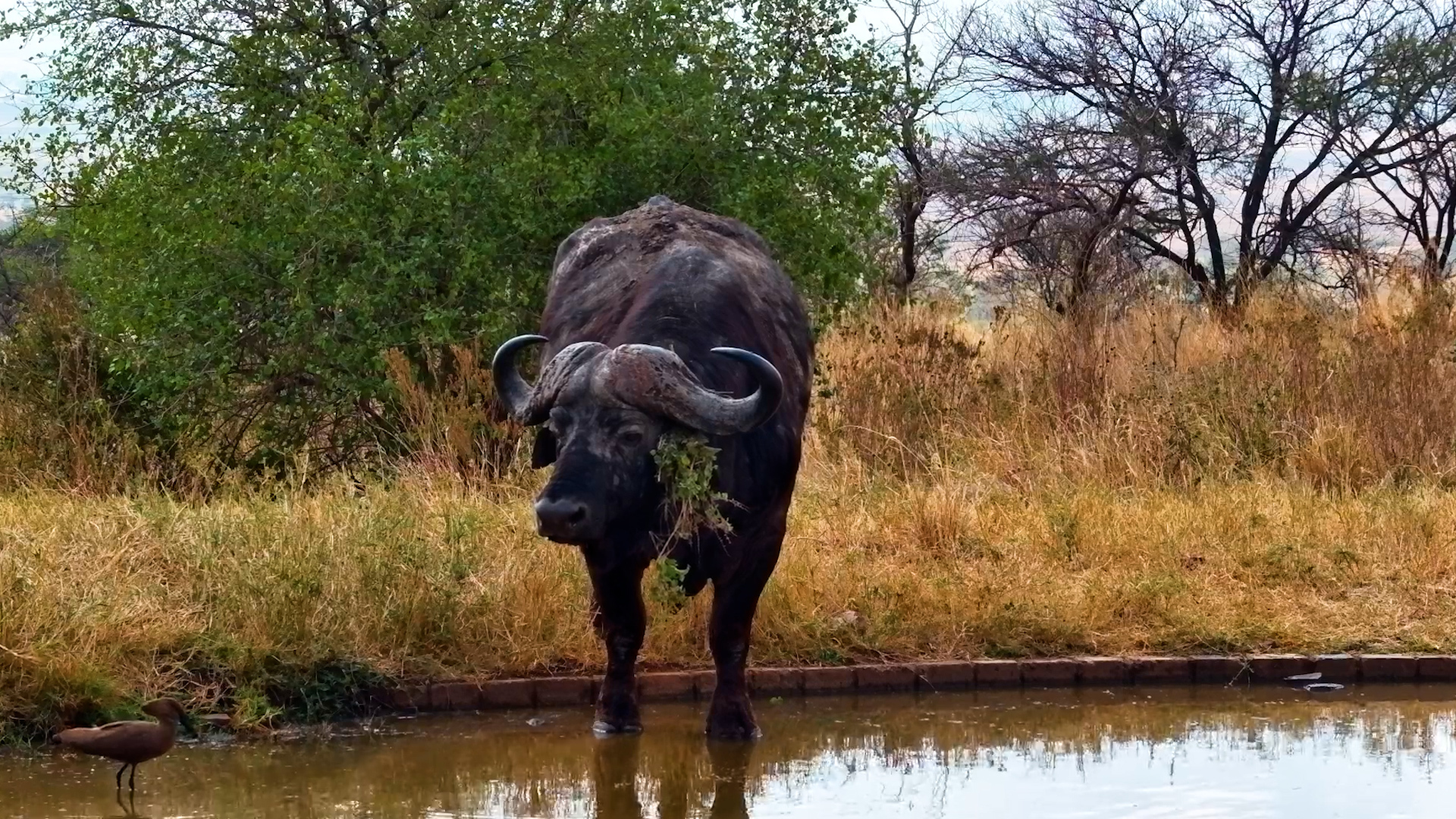 Who Said Buffalo Can't Accessorise?