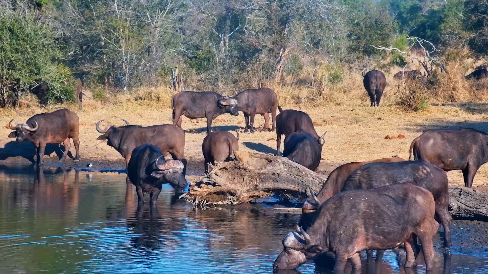 Afternoon Drinks With the Herd