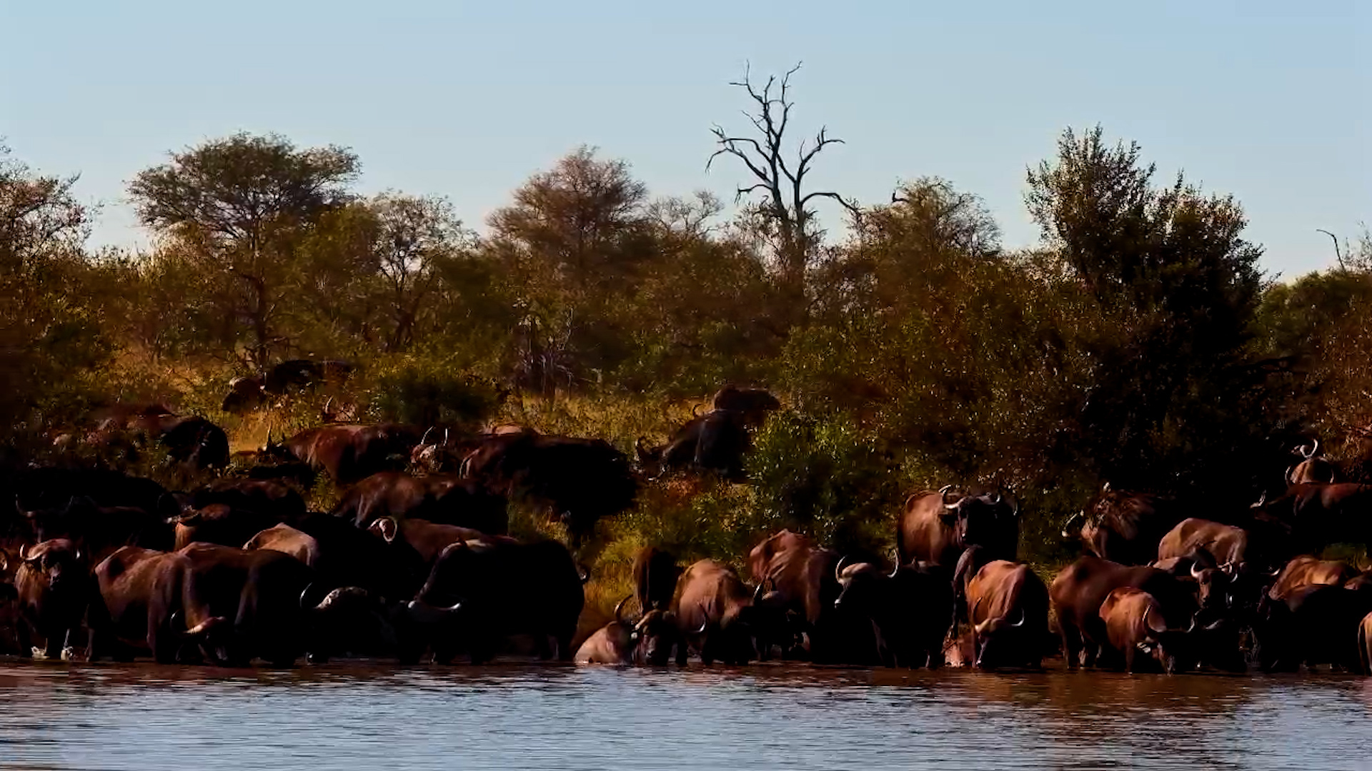 Buffalo Gathering at the Water