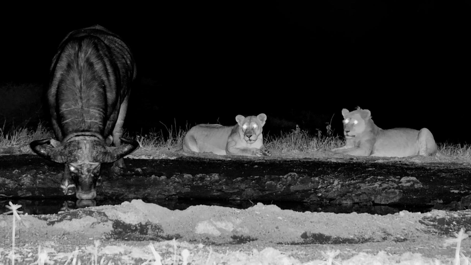 The Lions Watched... He Didn't Care