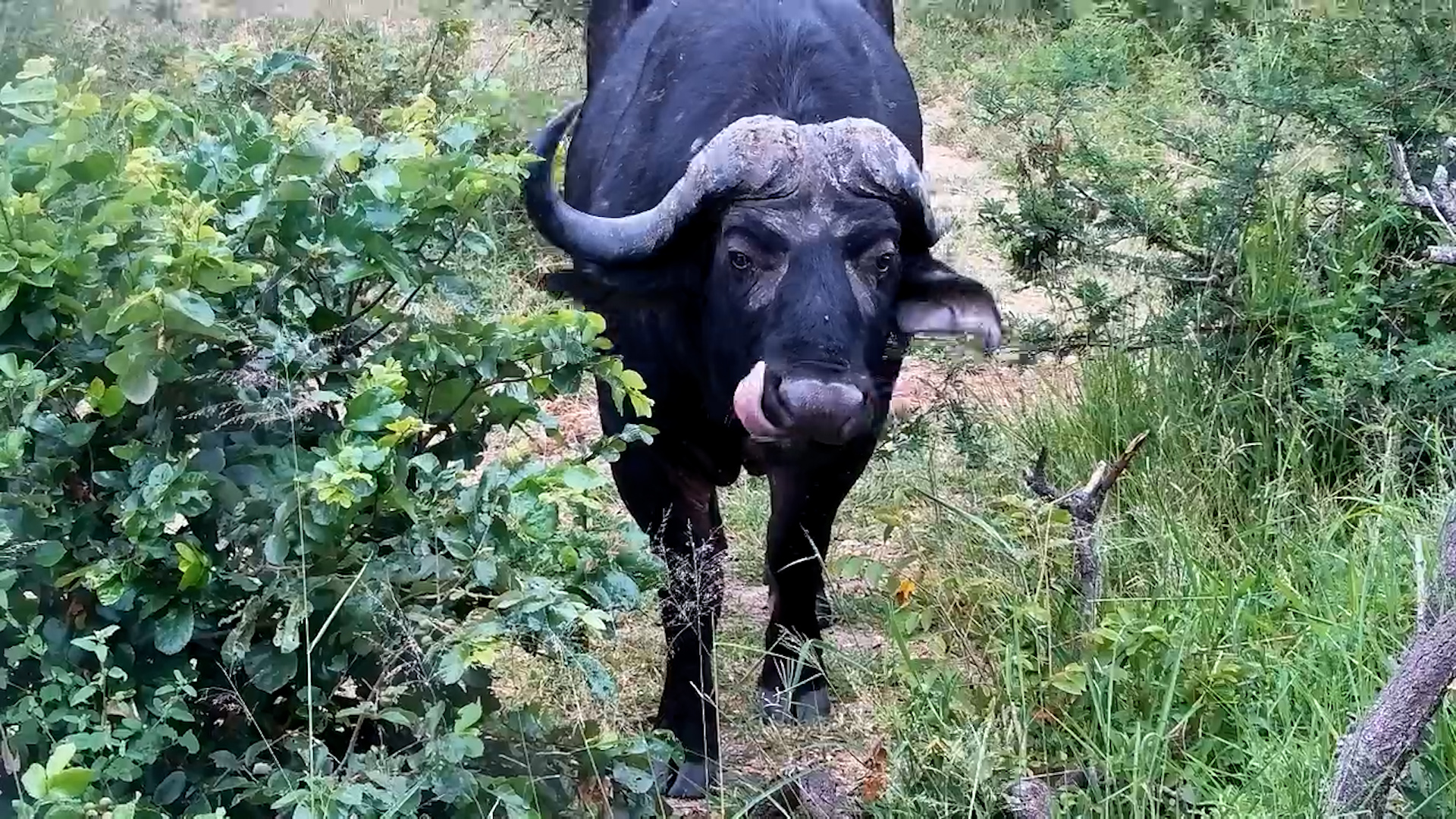 Buffalo Struts Past the Camera at Jabulani