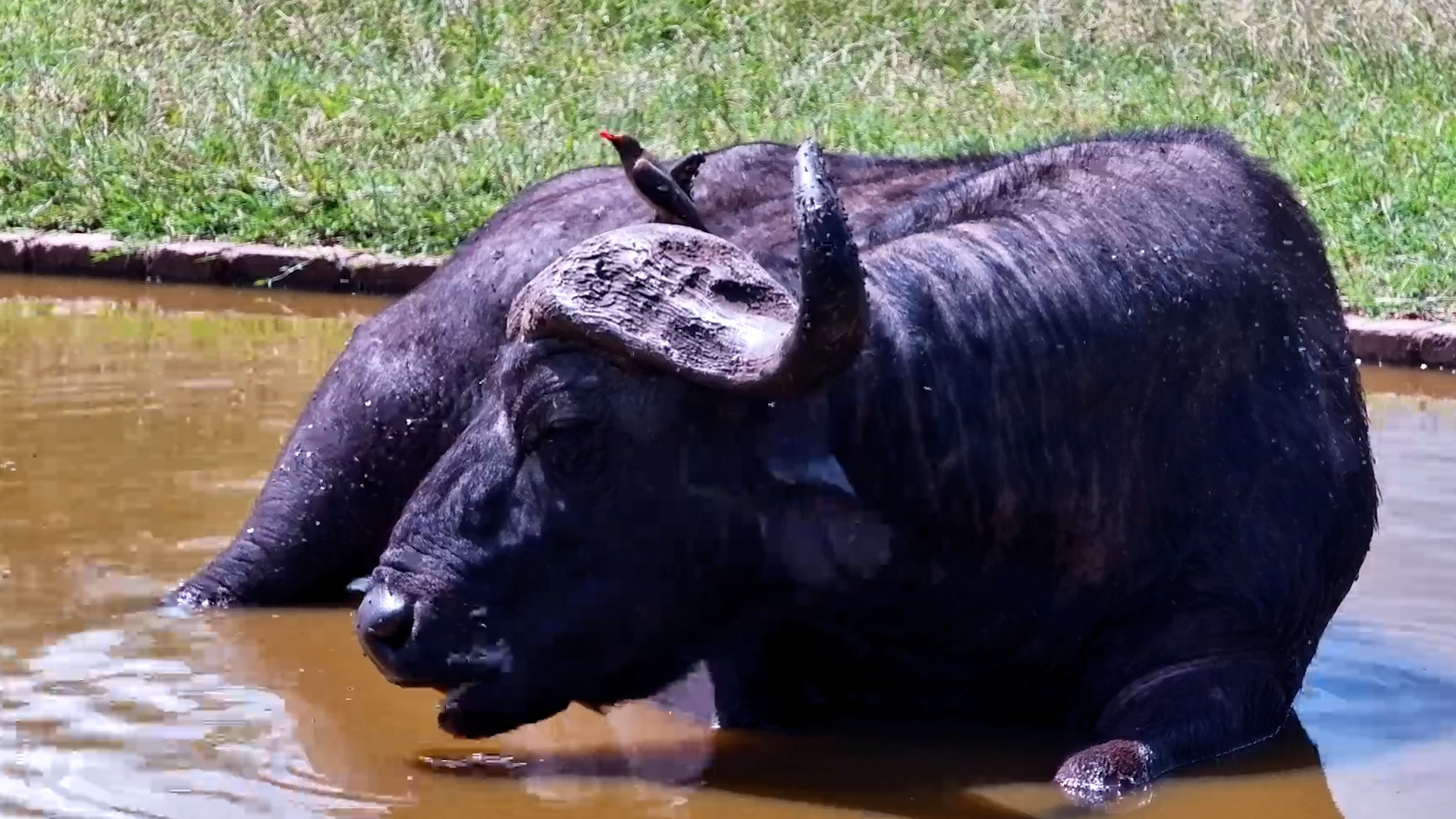 Sleepy at the Waterhole