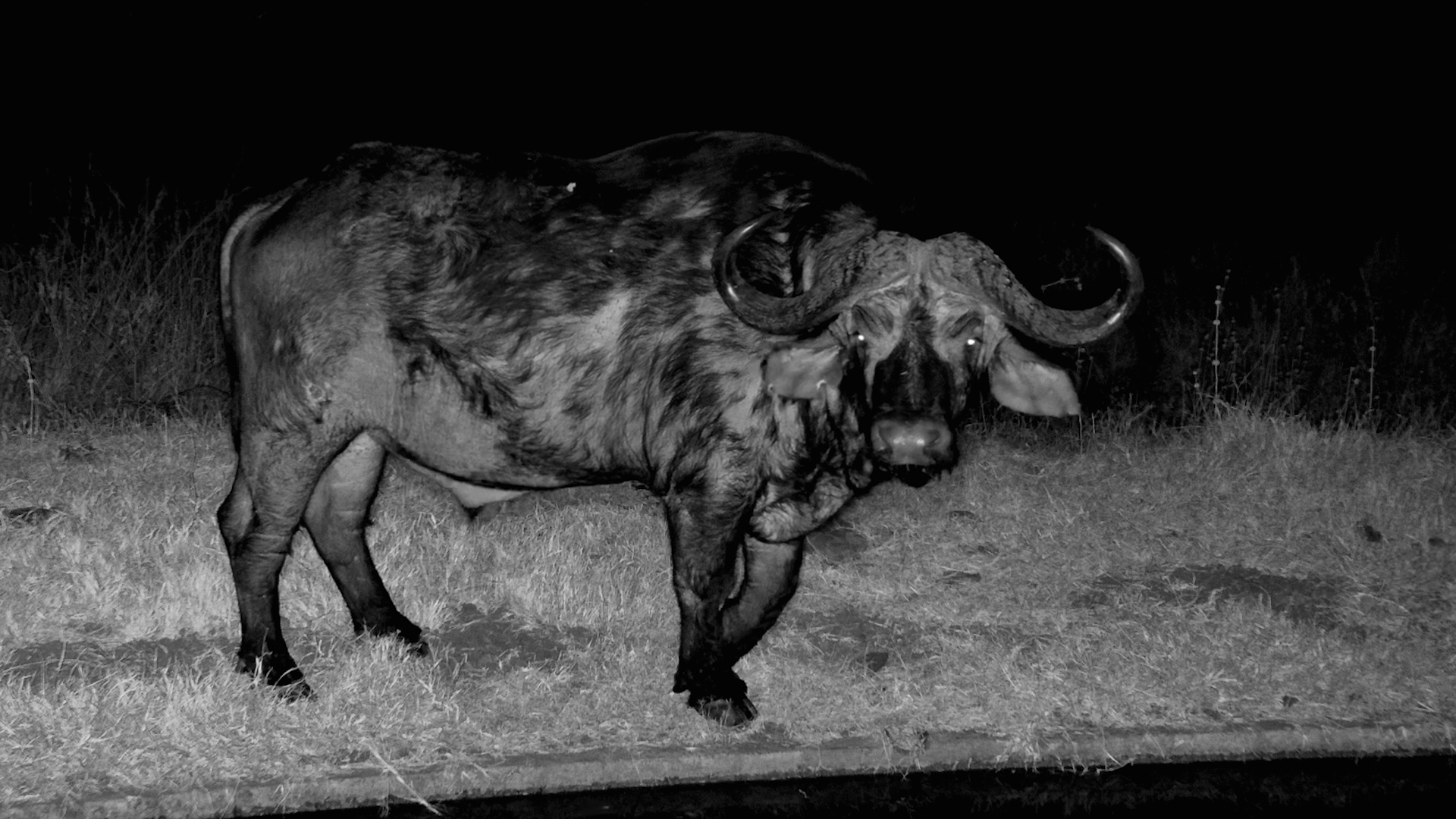 An Injured Buffalo Keeps Going