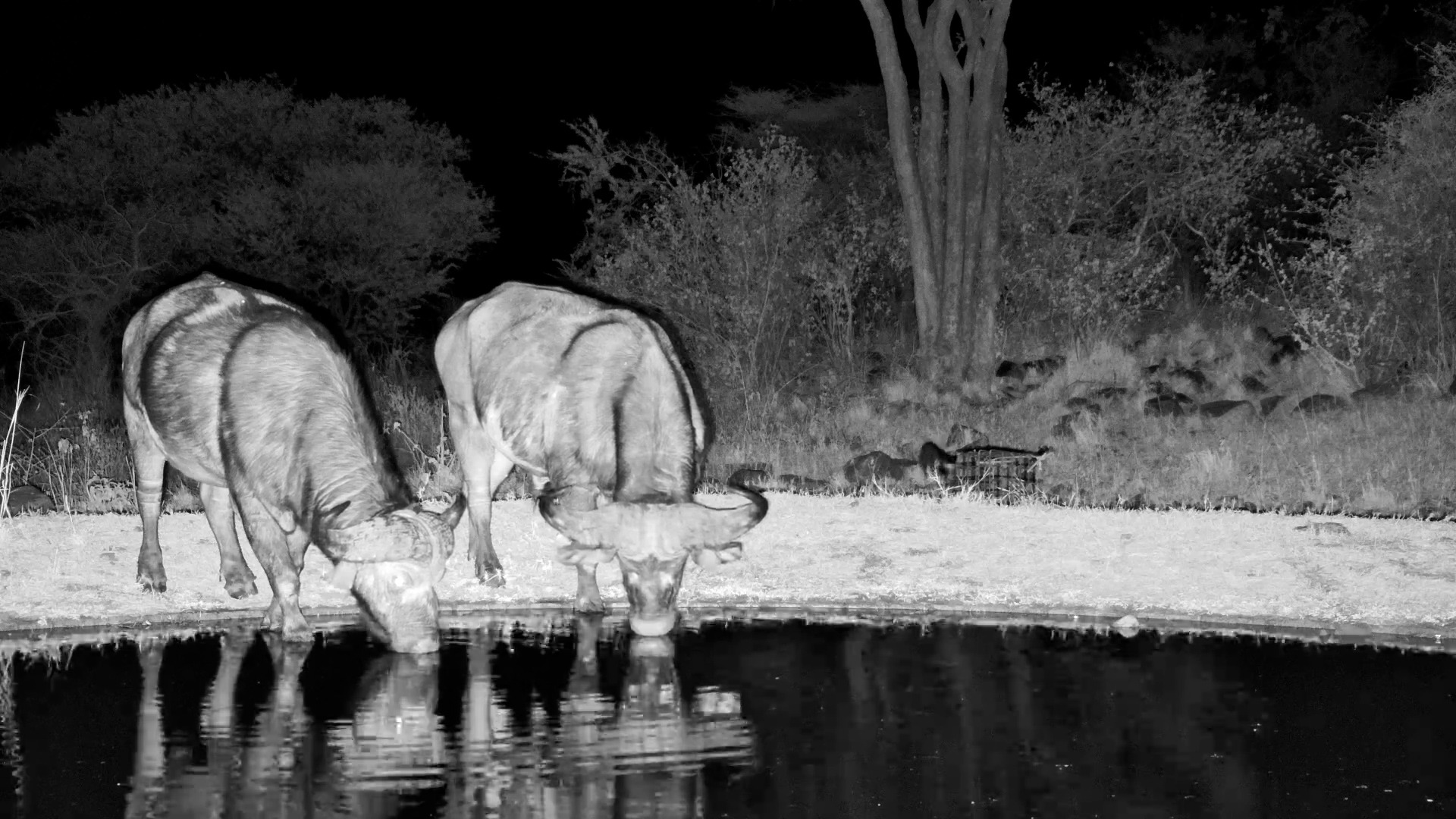 Buffalo and Civet Cross Paths at Serengeti Waterhole