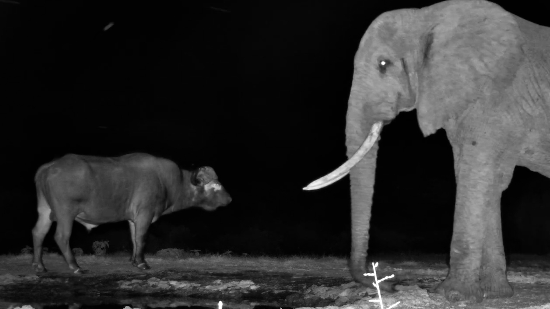 Gotcha! Elephant Surprises Buffalo at the Waterhole