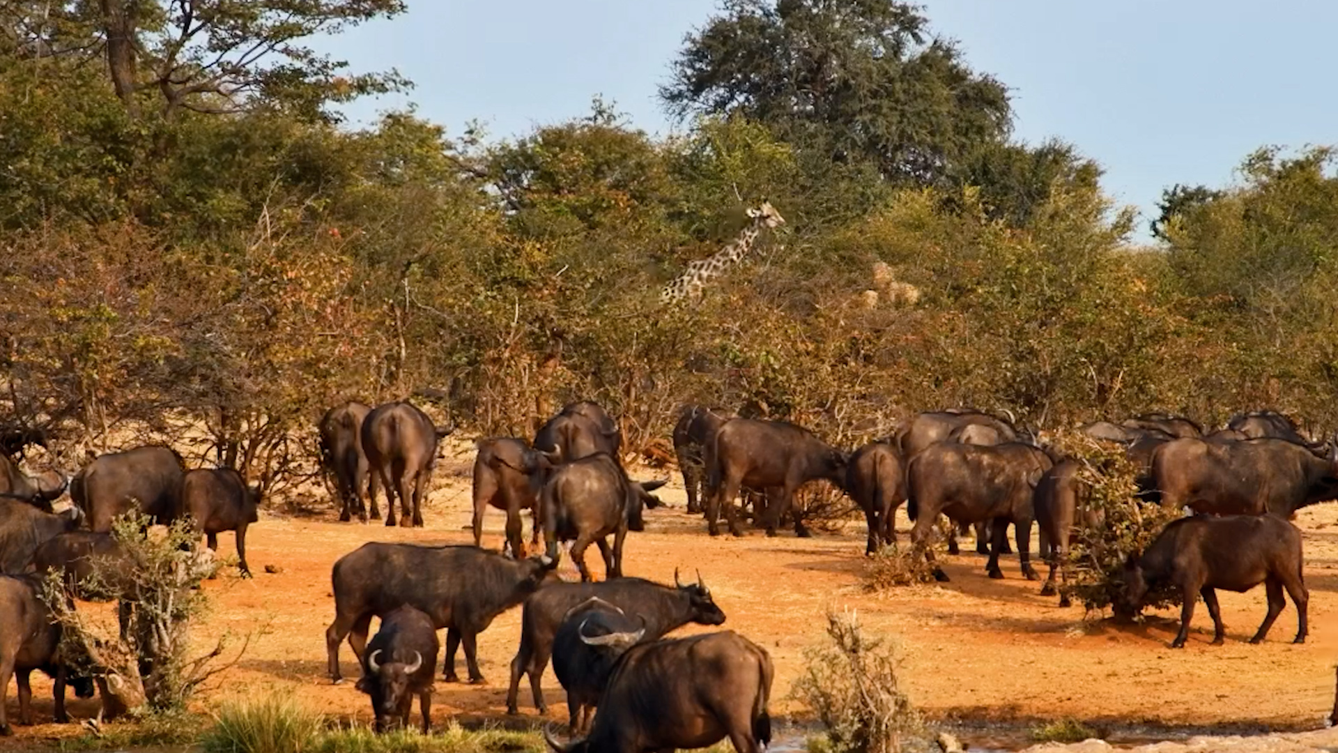 Hundreds of Hooves Arrive at the Waterhole!