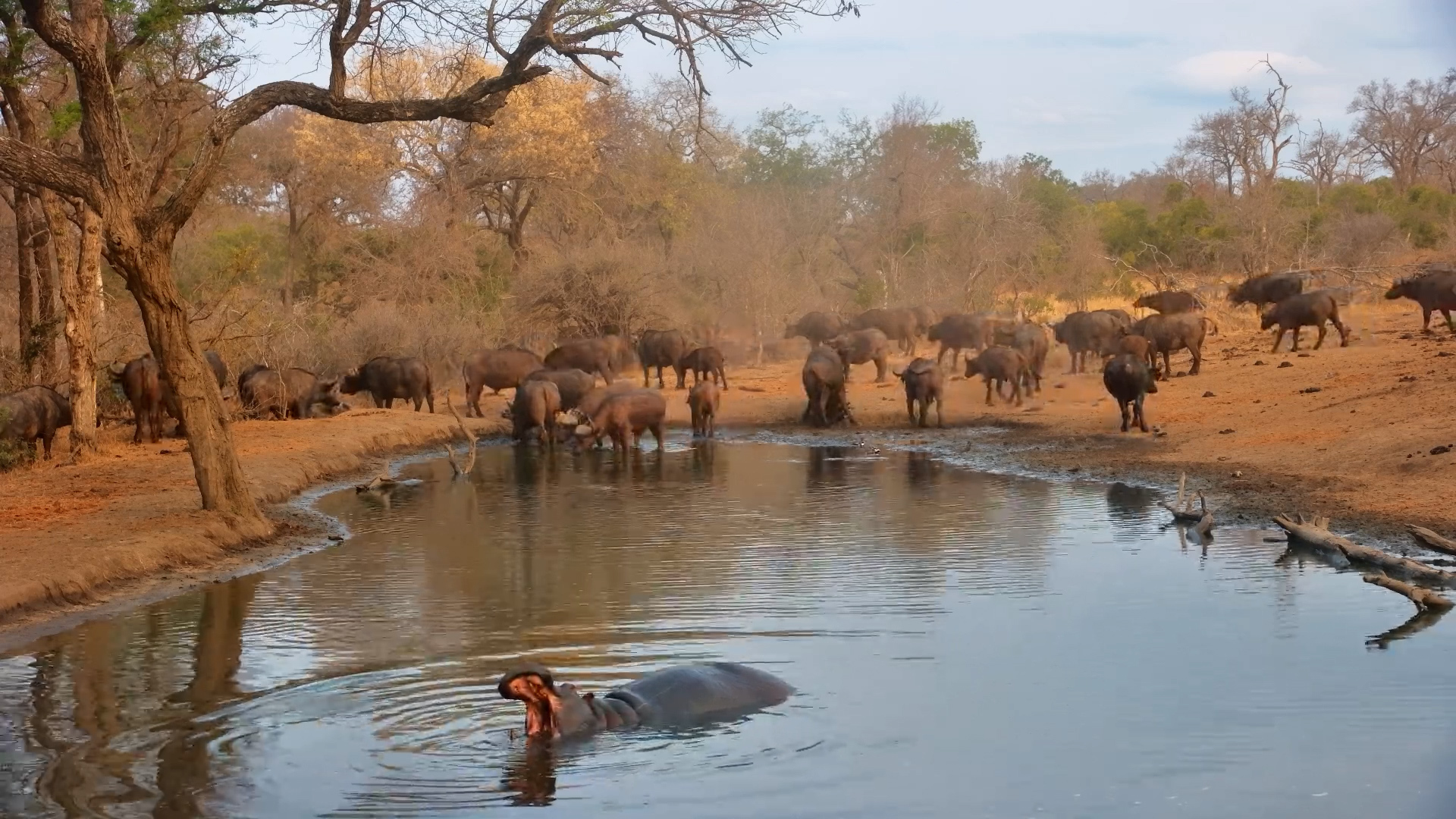 Hippo Stands Under the Camera as Buffalo Drink