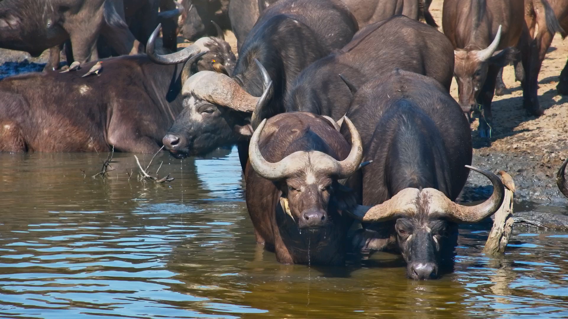 When Buffalo Take Over the Waterhole