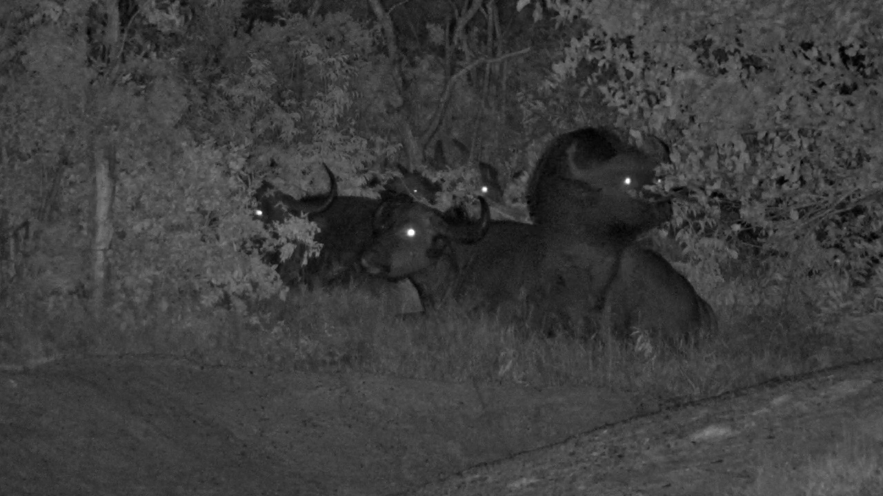 Buffalo Resting in the Dark