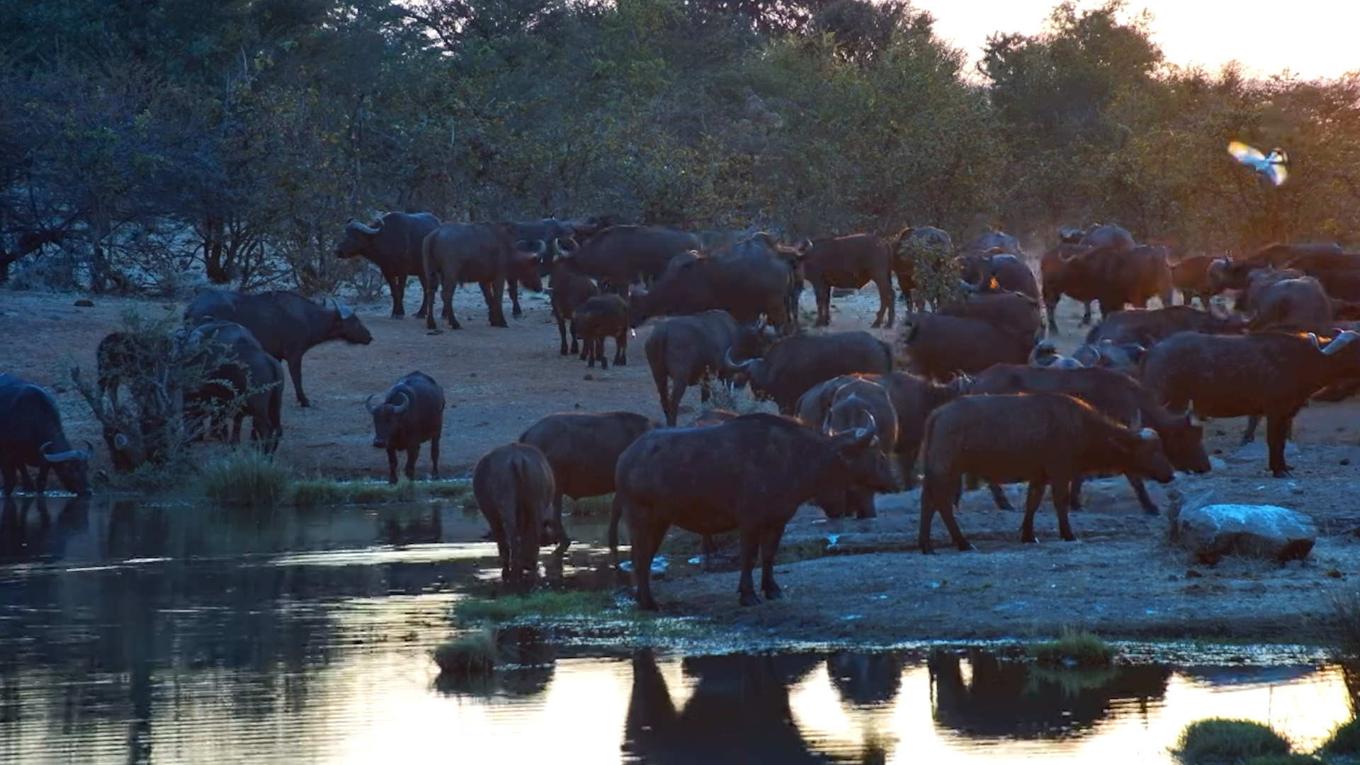 Buffalo Arrive Just in Time for Sunset