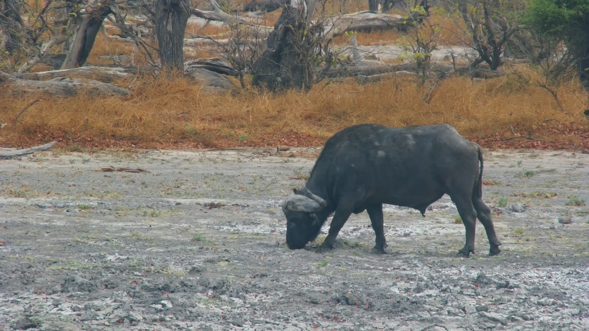 Buffalos Looking for Food