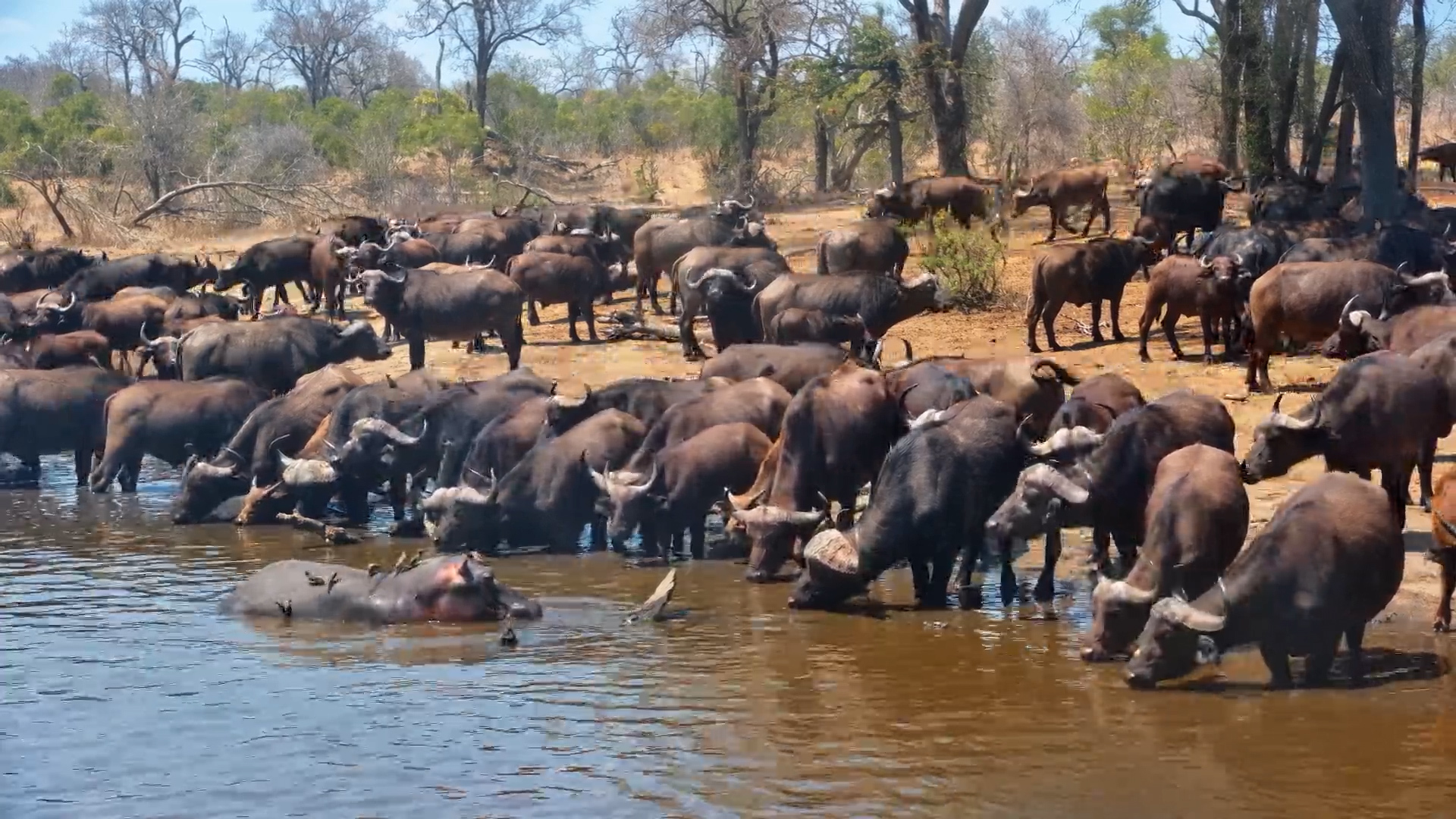 Buffalo Herd Quenches Thirst at Serondella