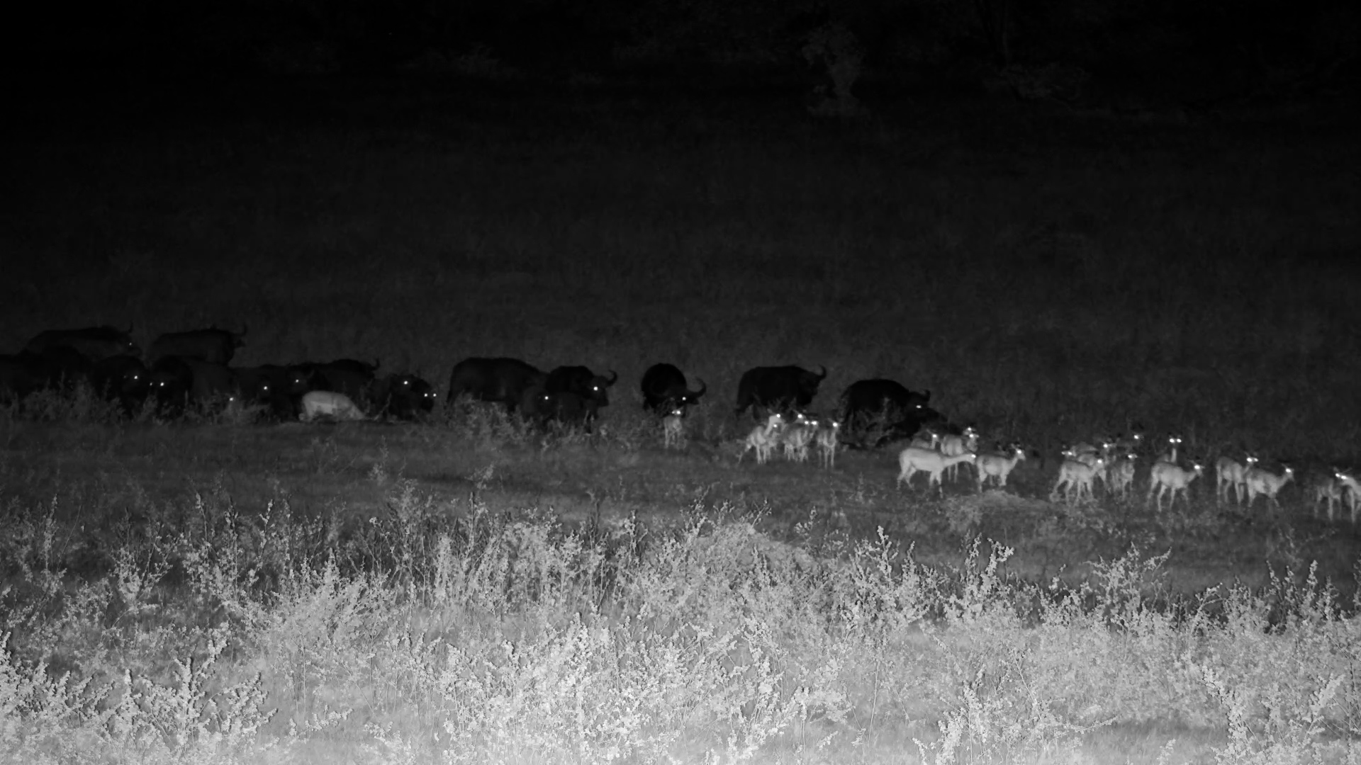 Buffalos vs Lions..Who's Chasing Who?