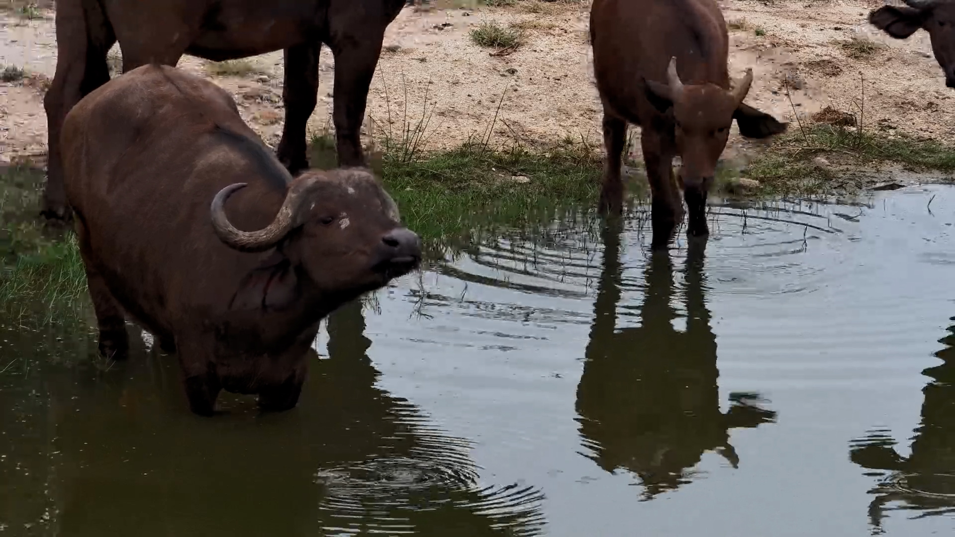 Buffalo Gather at Rosie’s Pan