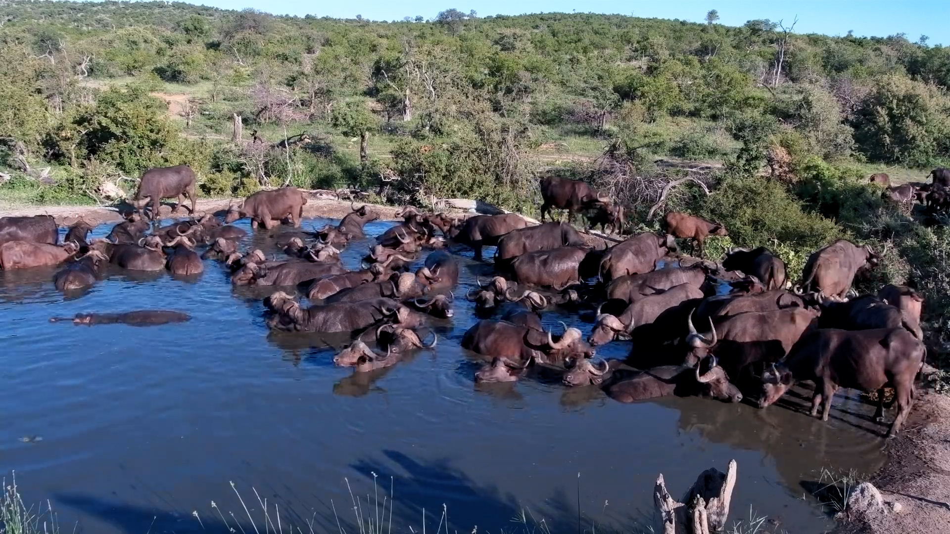 Huge Buffalo Herd… But Spot the Hippo!