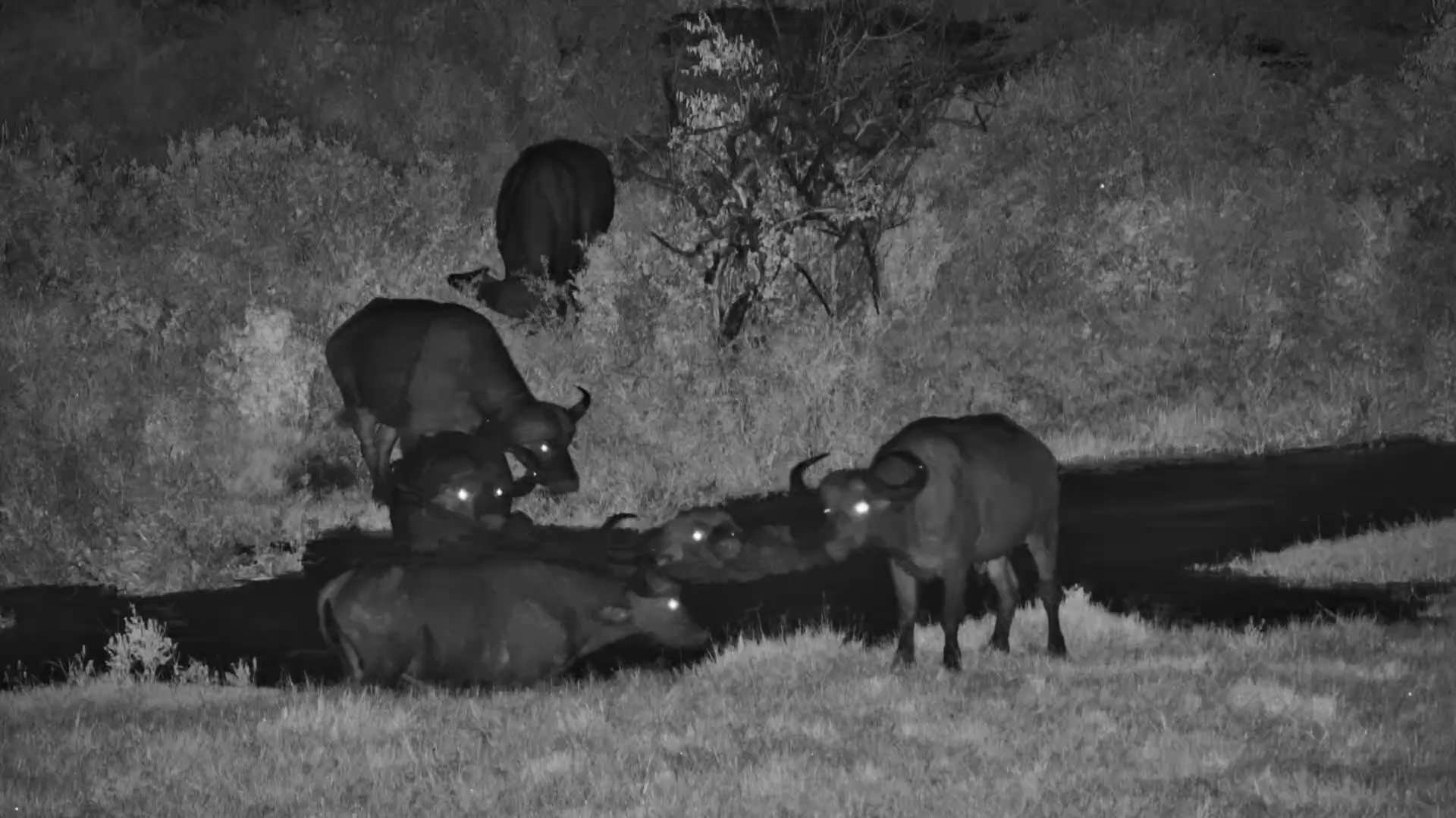 Buffalo Herd Braves the Dark Water