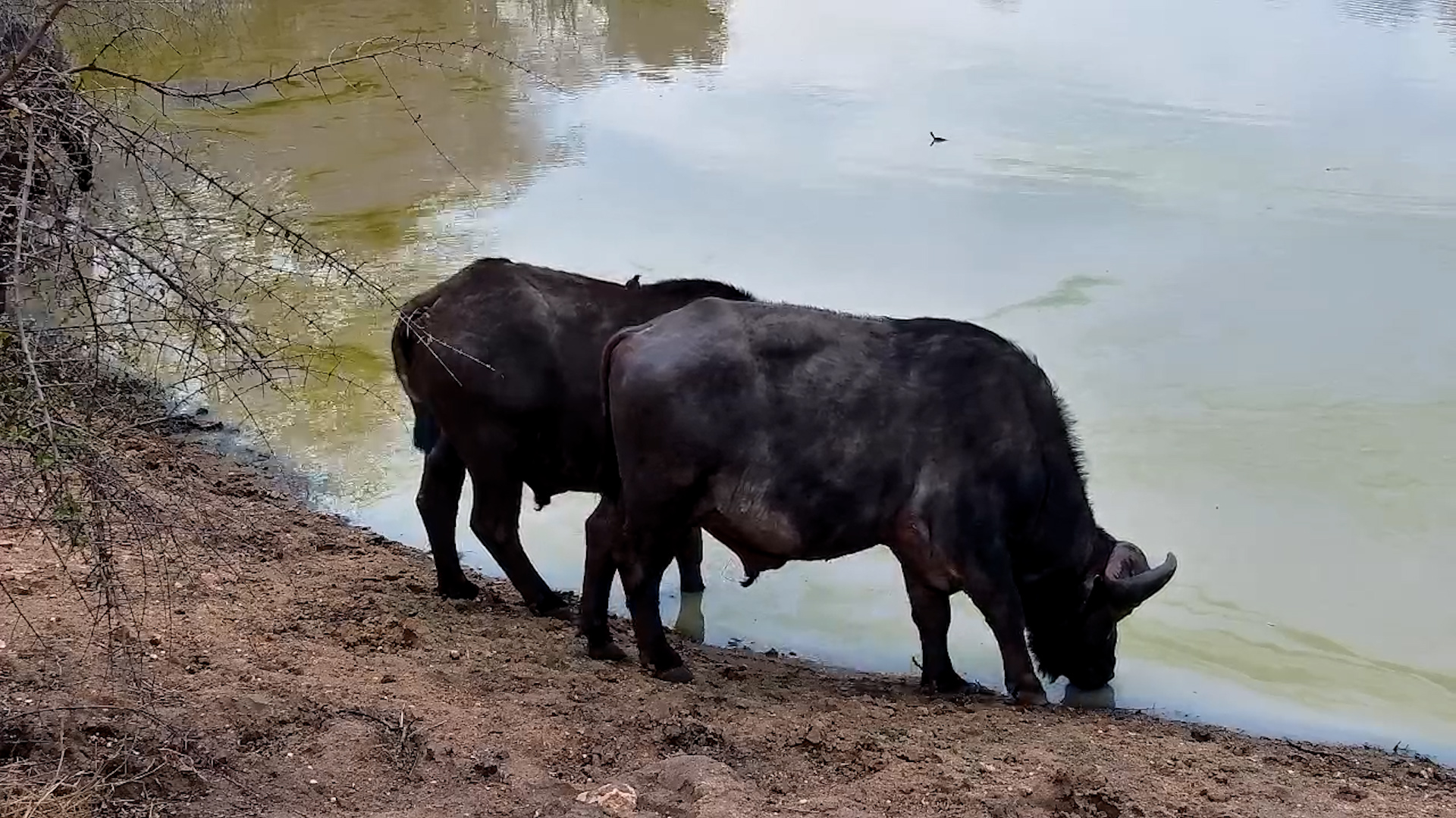 Buffalo Eats Right Under the Camera!