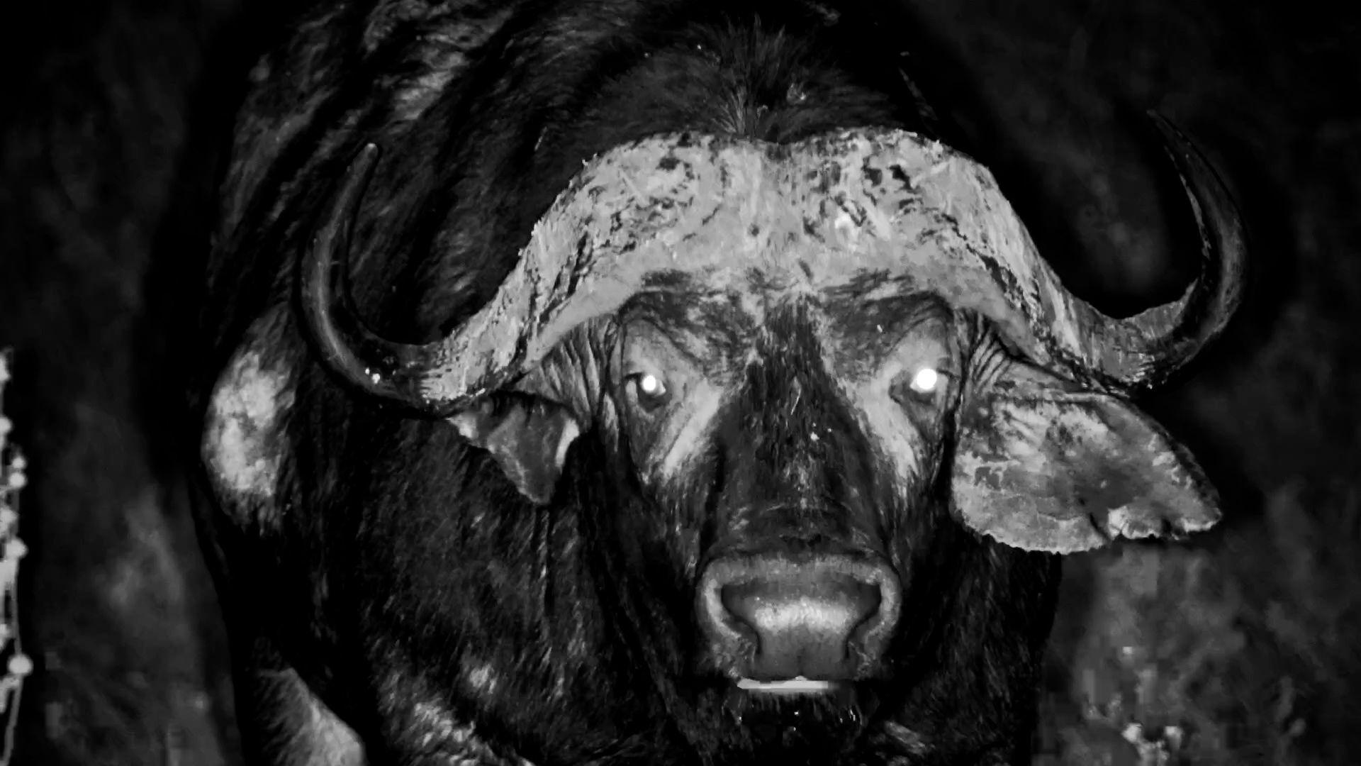 Two Old Bulls, One Quiet Night