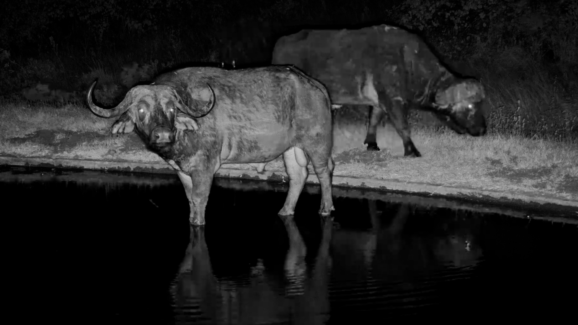 A Midnight Meeting of Buffalo Bulls