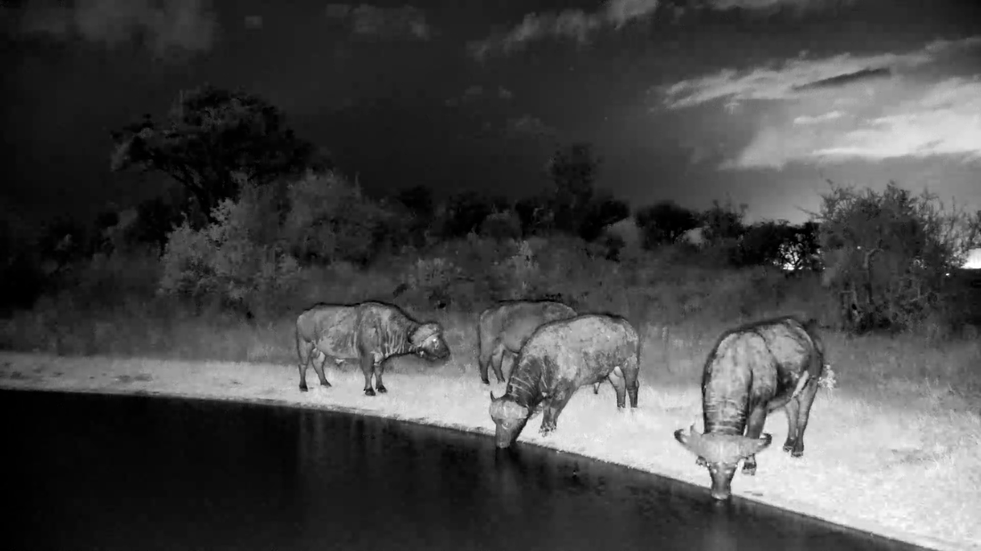The Old Boys Arrived After Dark