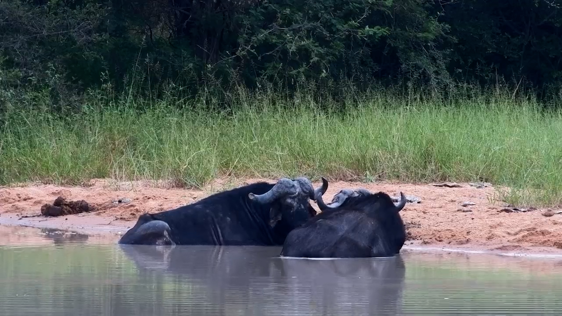 Old Friends Cooling Off