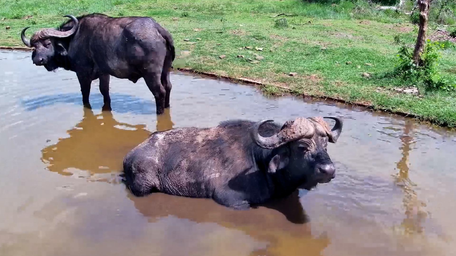 Buffalo Bulls at Ease