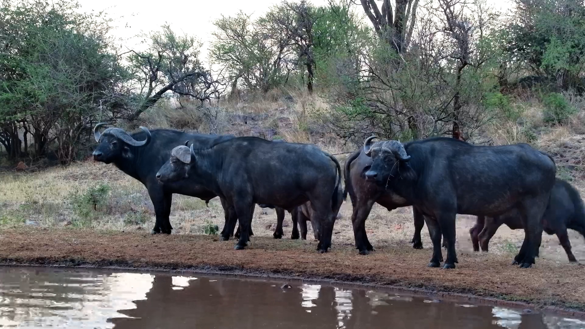 Buffalo with Grass Behind Its Ear Steals the Show at Sunset