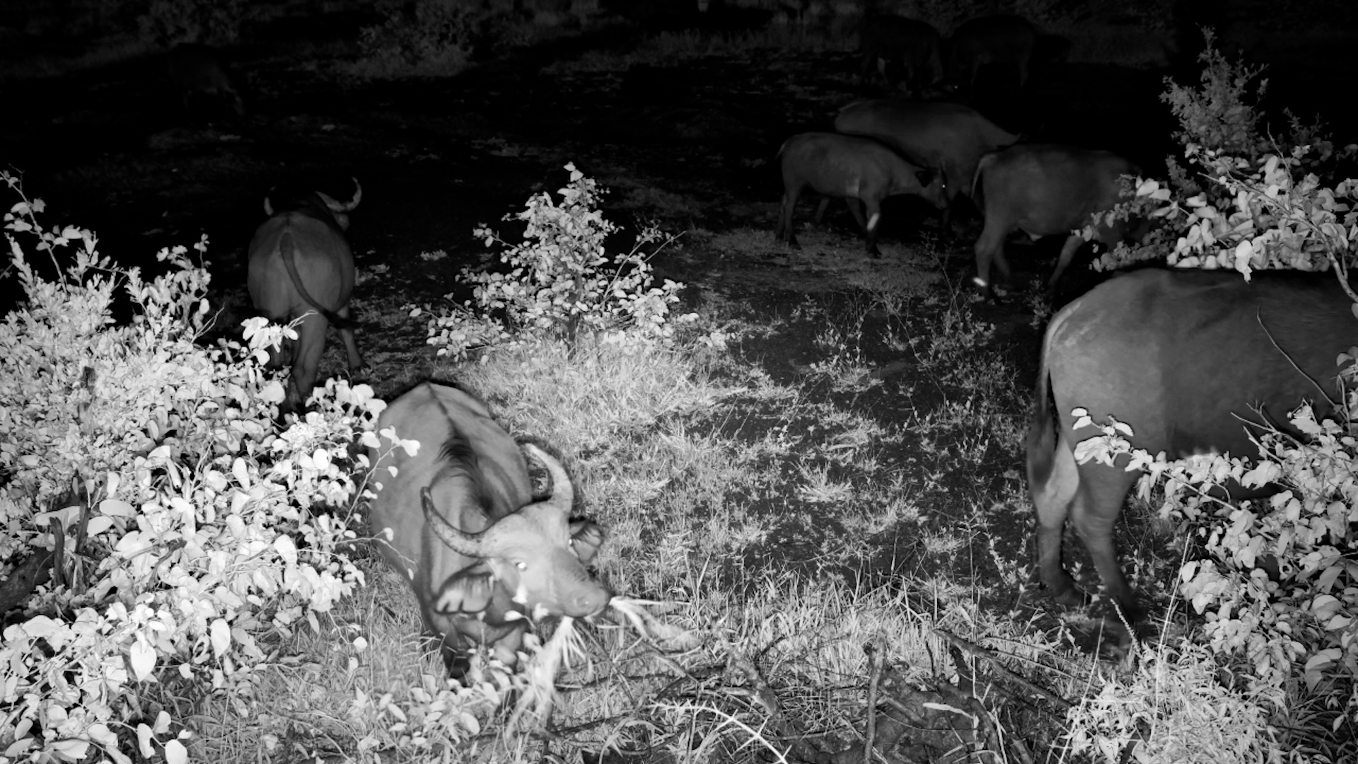 Buffalo Feeding at Night