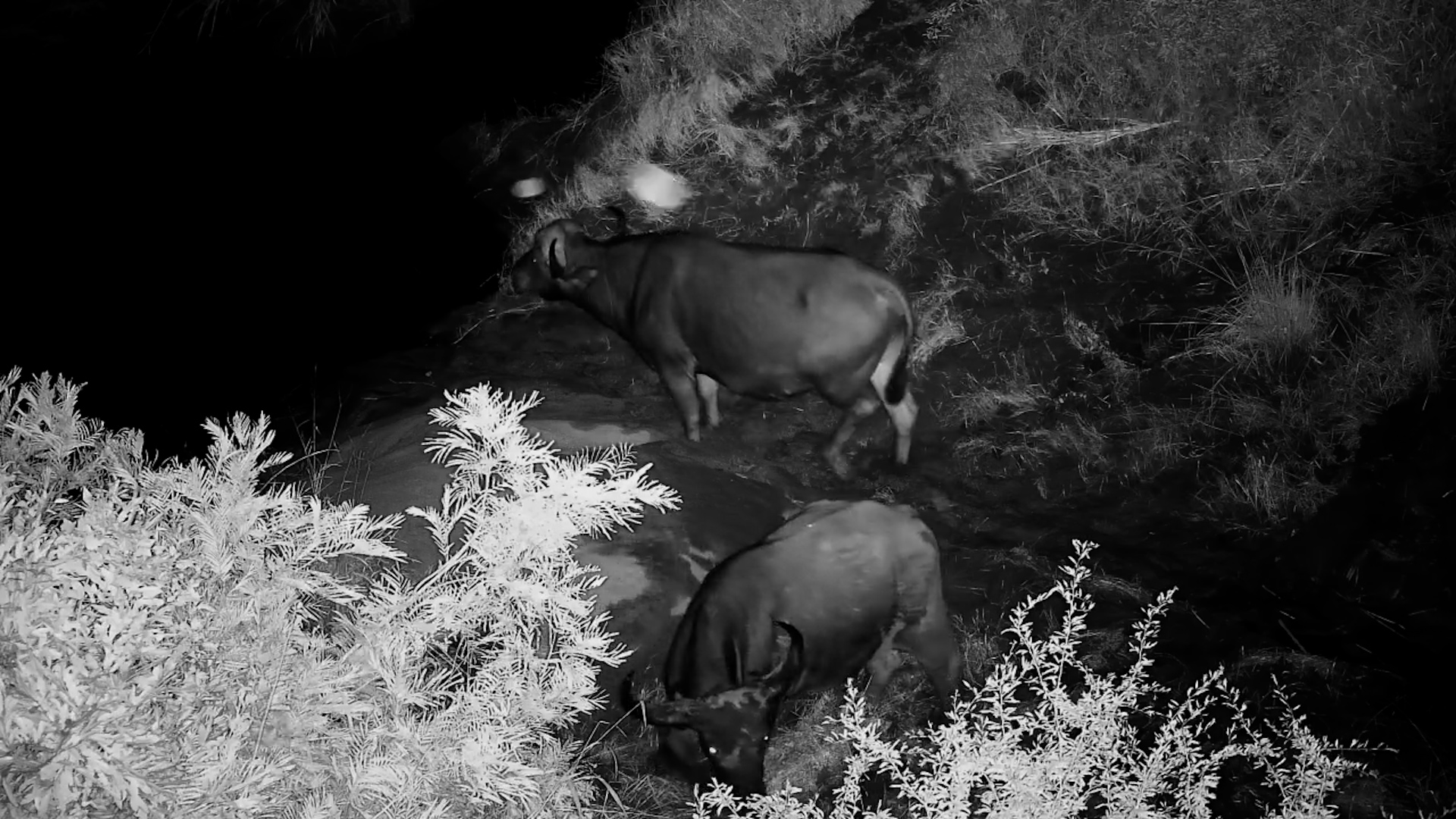 Buffalos Return to the Sabie River After the Floods