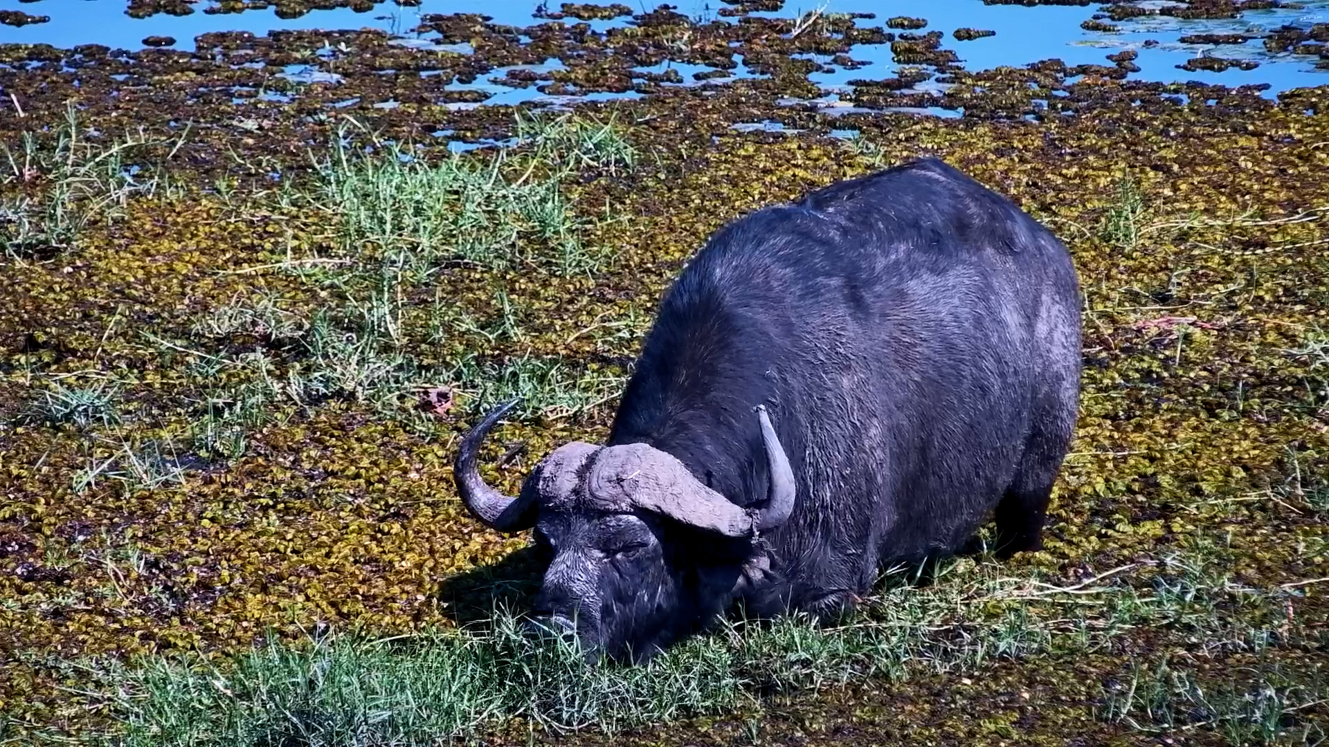 Majestic Buffalo Grazes in Water