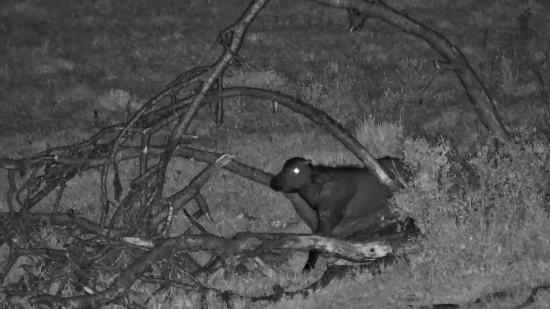 Buffalo Herd Uses Fallen Tree as a Scratching Post