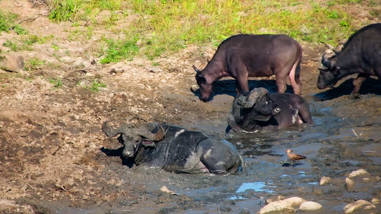 The Ultimate Mud Bath Experience