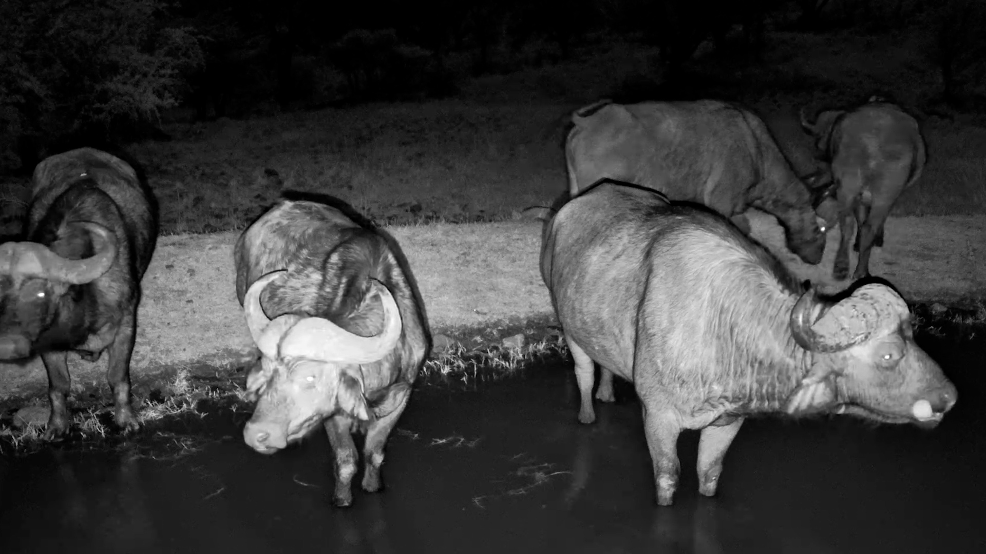 Buffalo at the Waterhole | Nightlife in the Serengeti