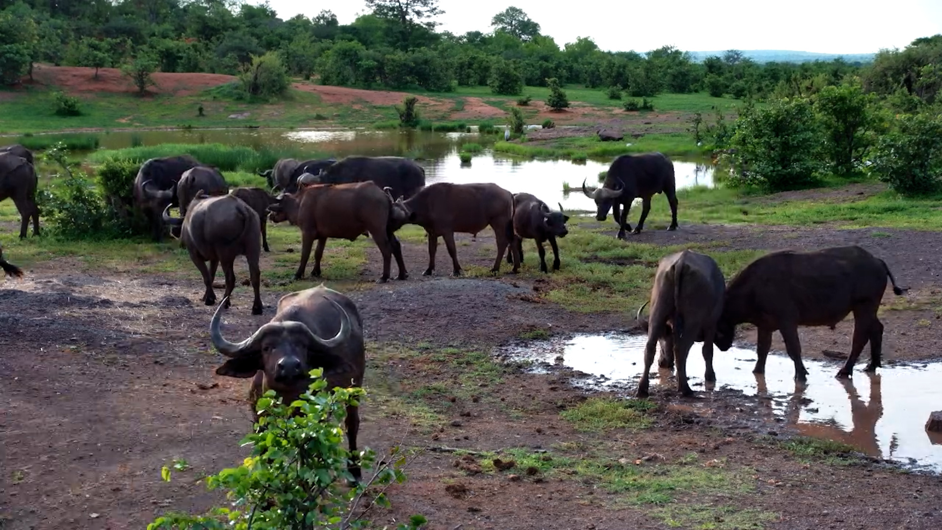 Waterhole Takeover! Buffalo Herd At Vic Falls Safari Lodge