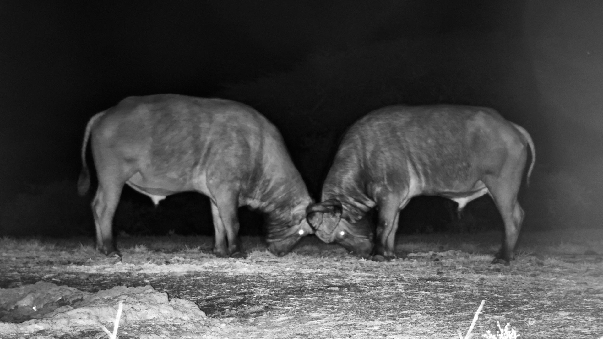 Buffalo Quietly Clash Horns in the Dark