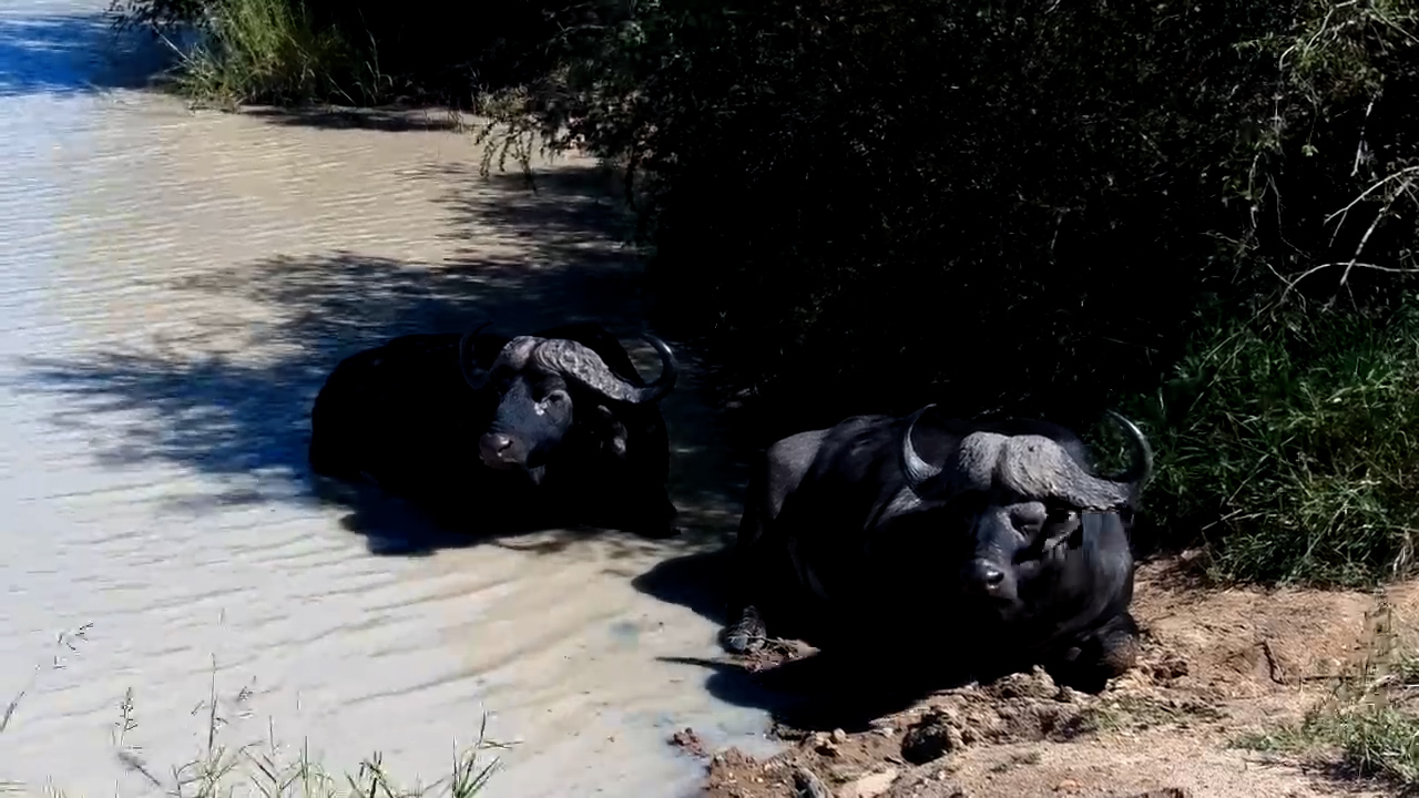 Old Buffalo Bulls at Ease