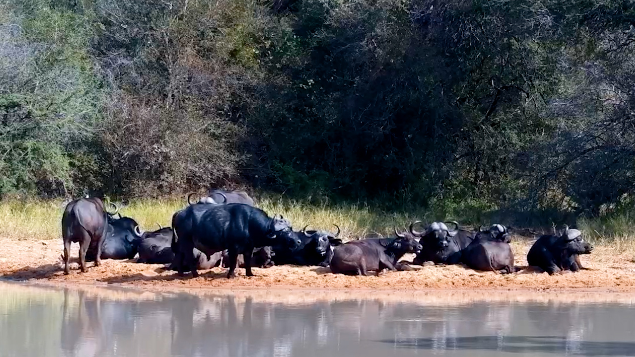 Buffalos Took It Easy at Jabulani