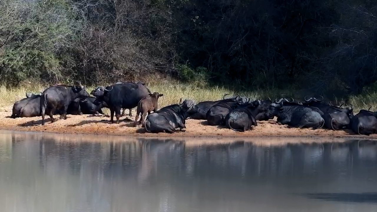 The Biggest Crowd in the Bush