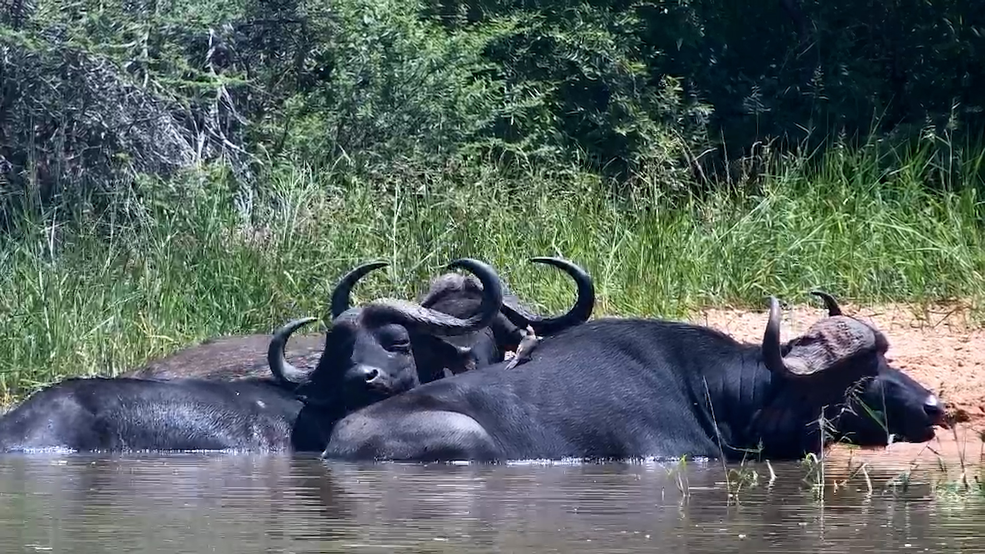 Buffalo Midday Soak at Jabulani