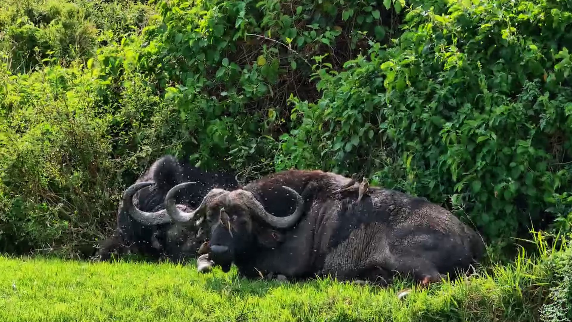 Buffalo vs Flies: The Battle Nobody Wins