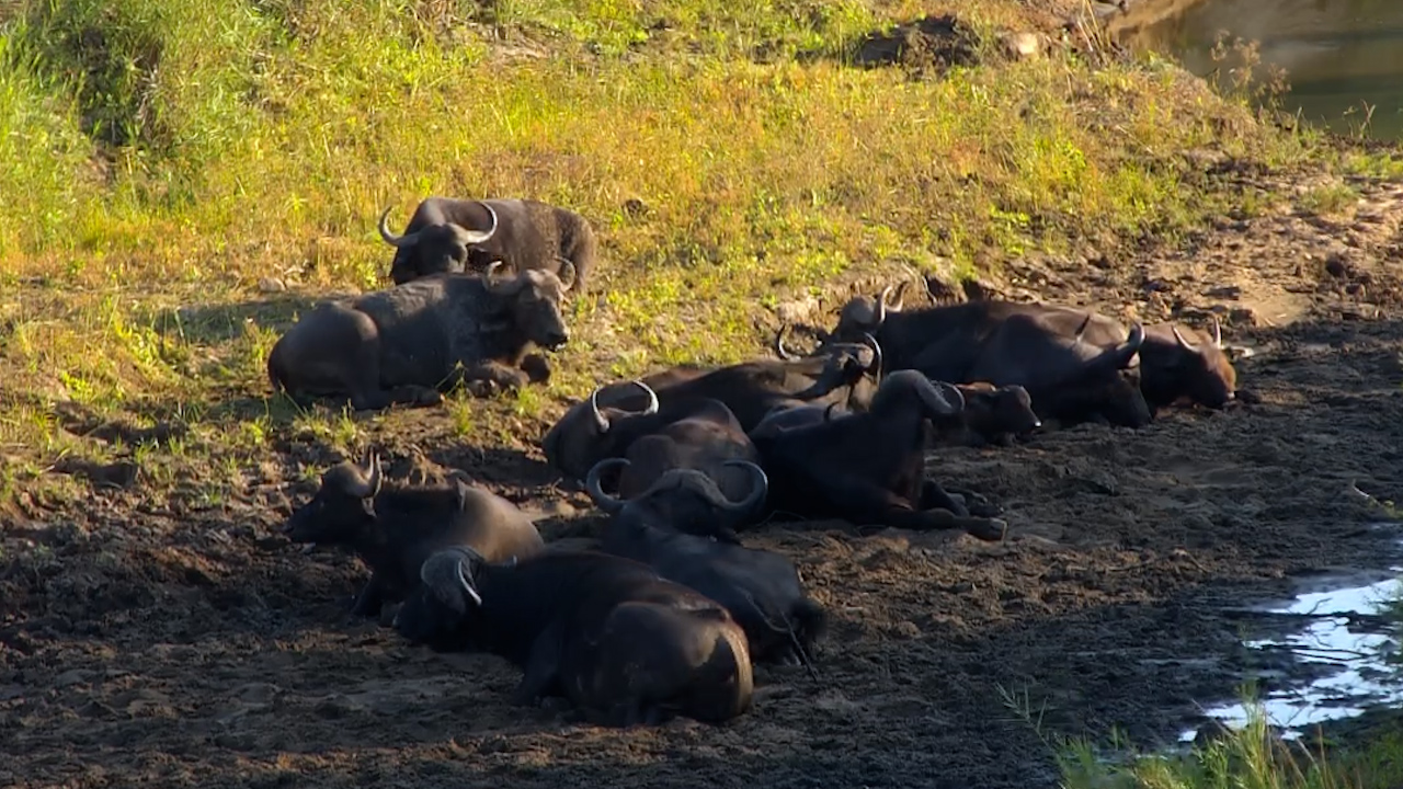 A Riverbed Full of Buffalo