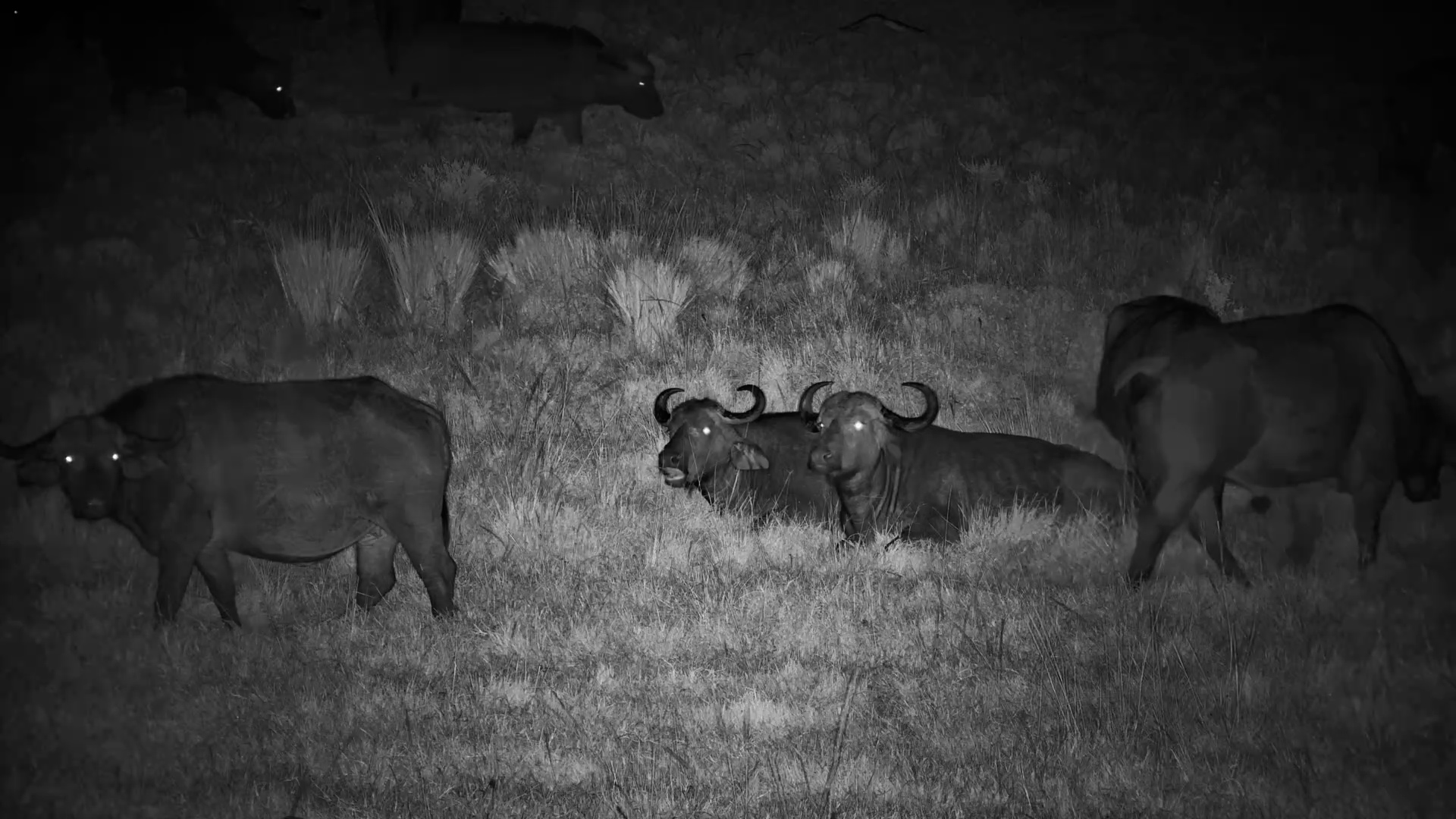 A Buffalo Herd Rests in the Mara