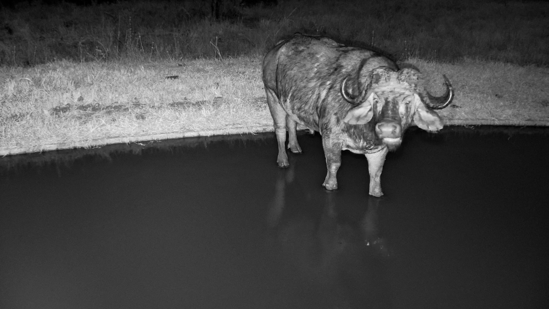 Buffalo Visit the Waterhole After Dark