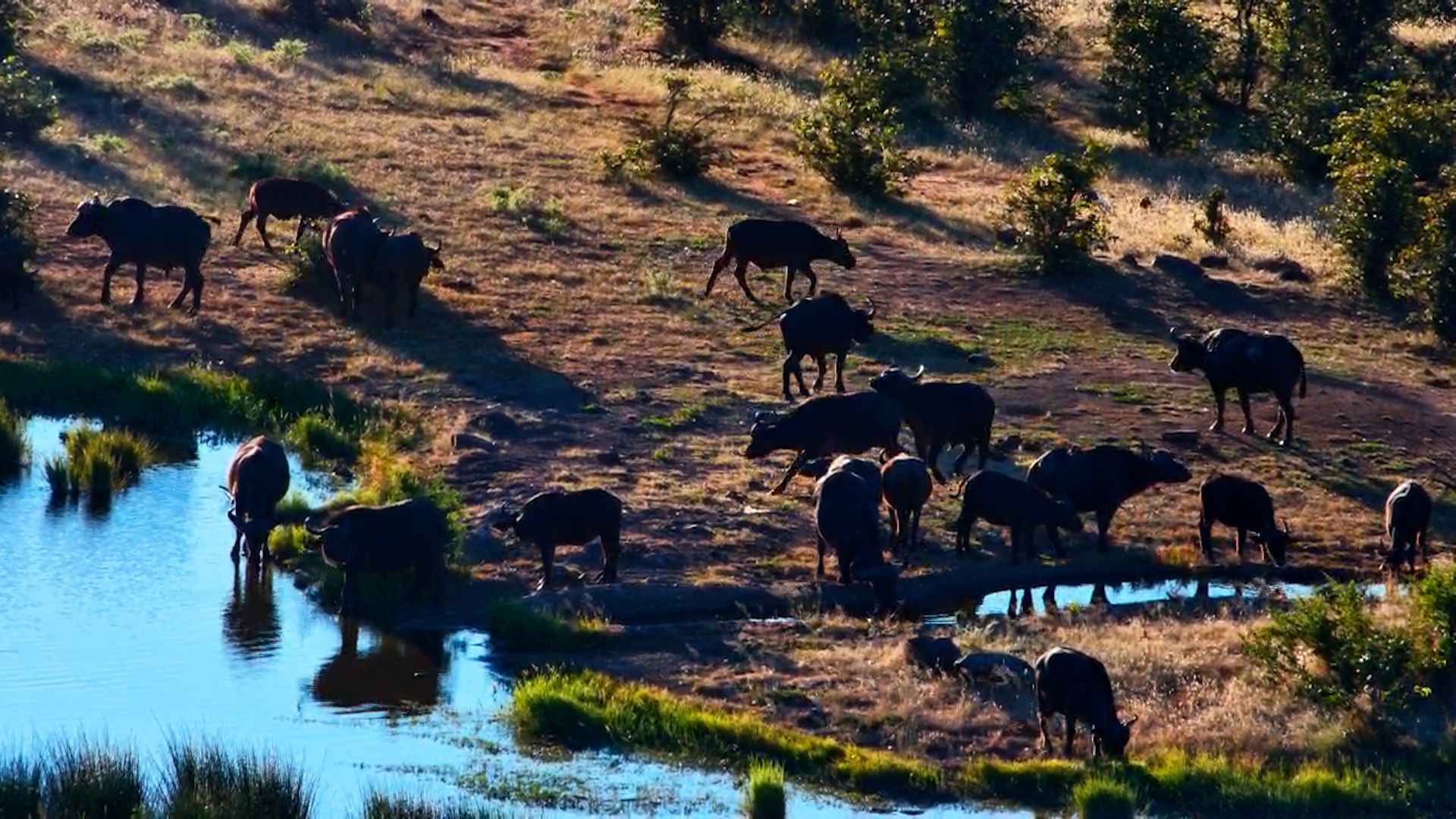 Thirsty Herd Arrives