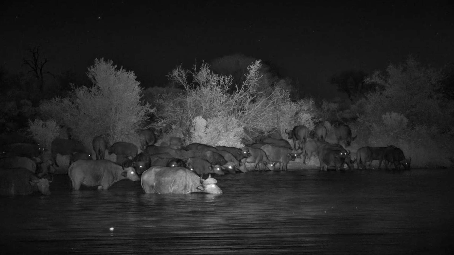 The Buffalo Arrived After Dark
