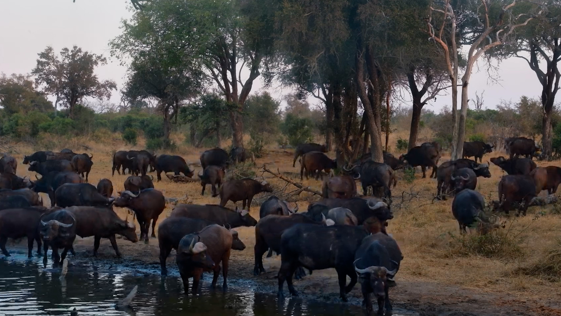 Every Buffalo Wanted a Drink