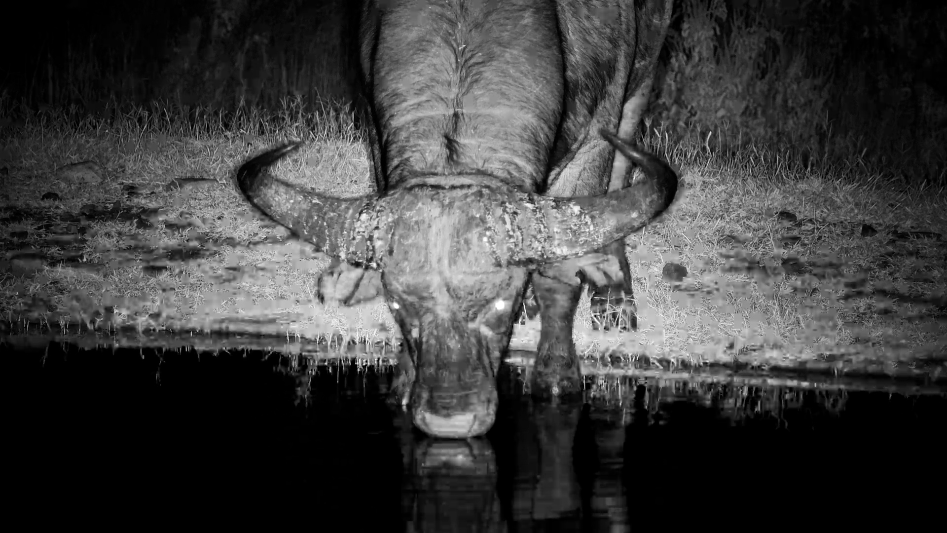 Slurpy Night Drinks with a Buffalo!