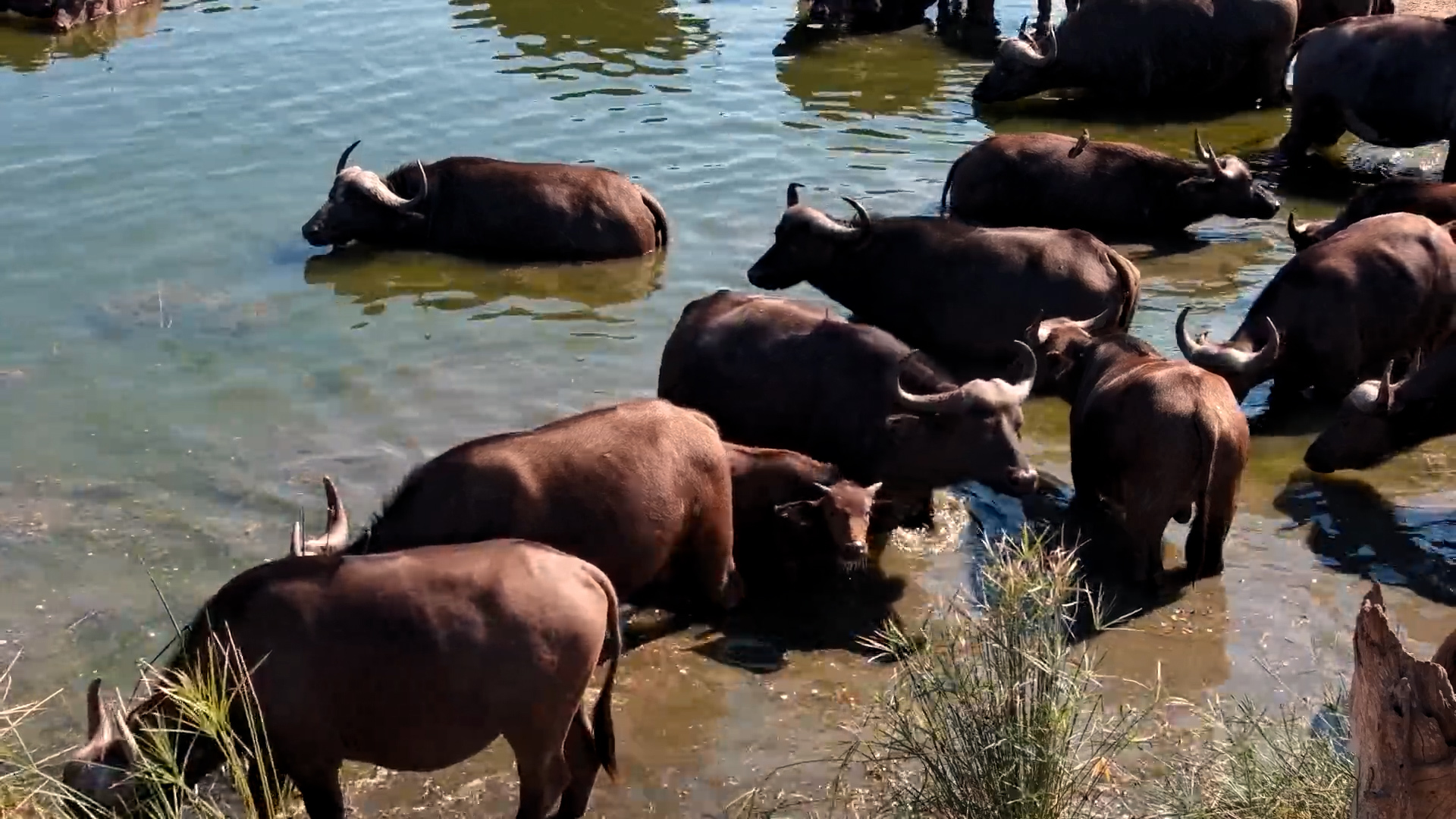 This Buffalo Herd Turned the Waterhole Into a Spa