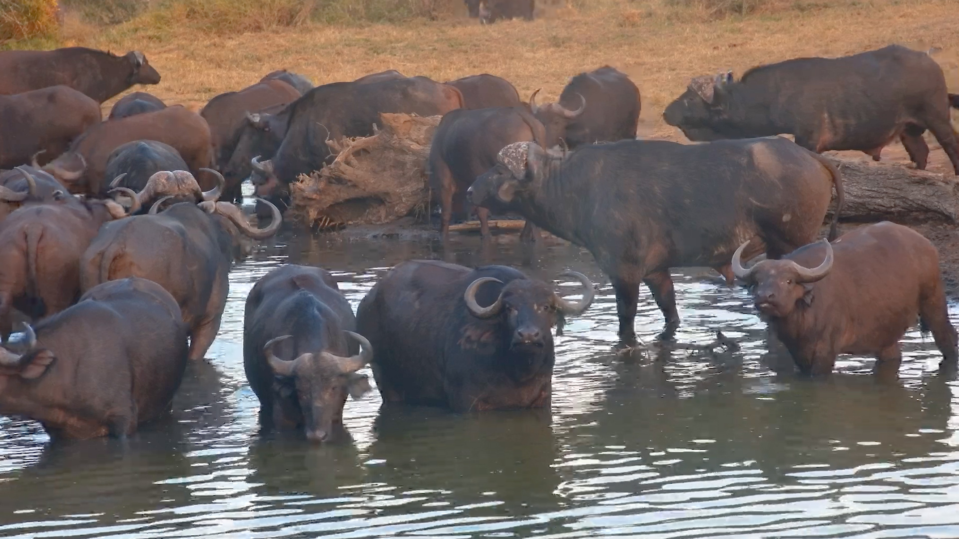 So Many Buffalo!